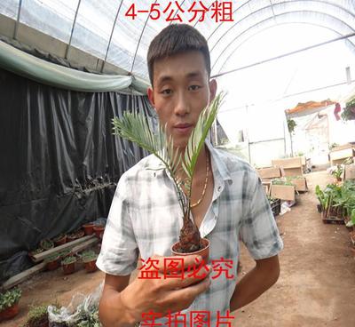 铁树盆栽艺术 庭院与办公室的绿色图腾