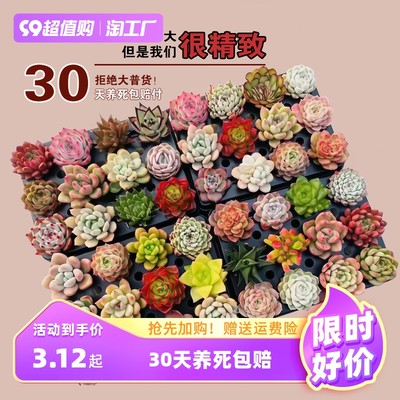 指尖上的绿意 网购盆景成新宠，方寸之间治愈都市生活
