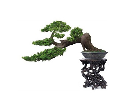 方寸之间的田野 区域农产品与盆景艺术的融合之道